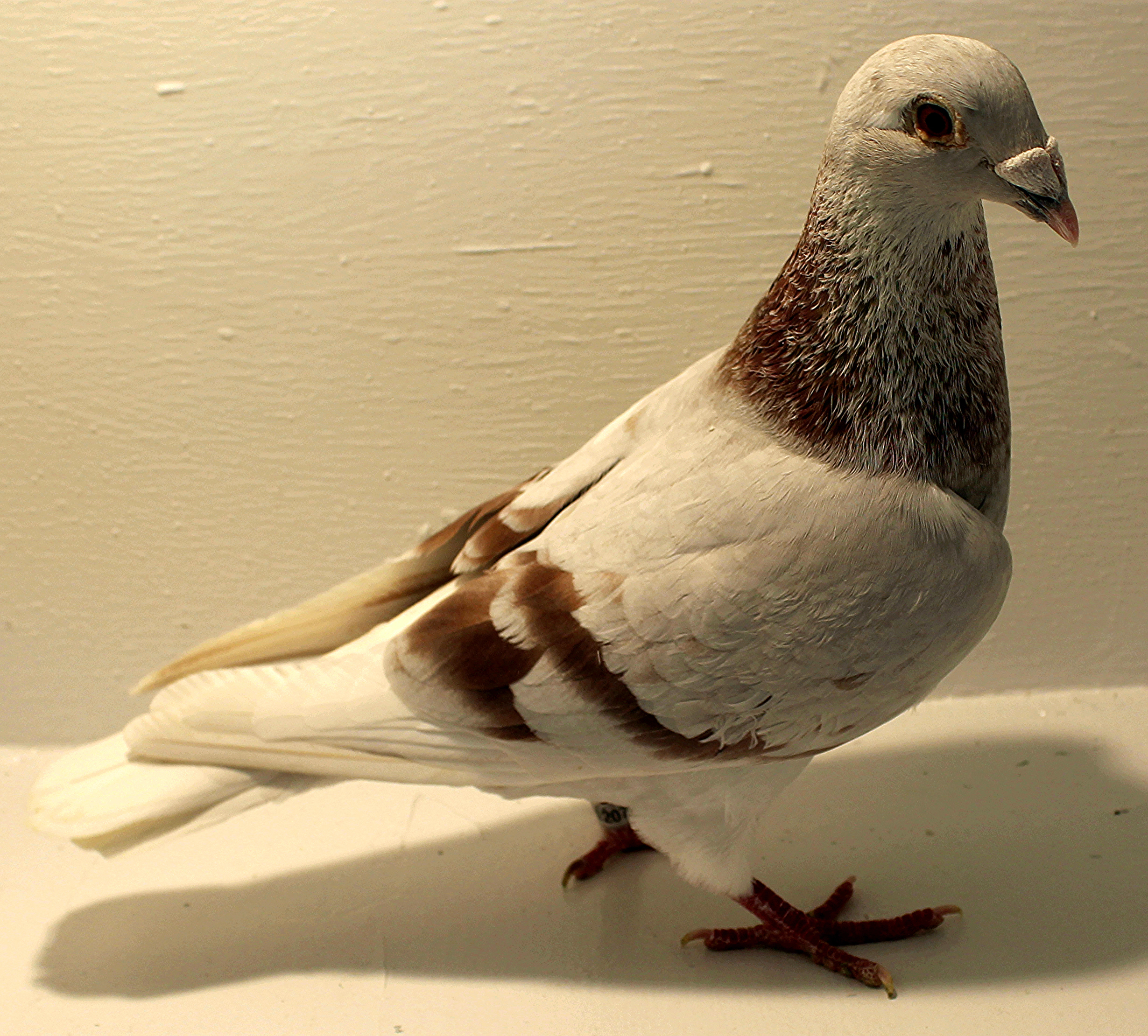 Pure Paul Sion | ClayHaven Farms | Racing Pigeons | Pure